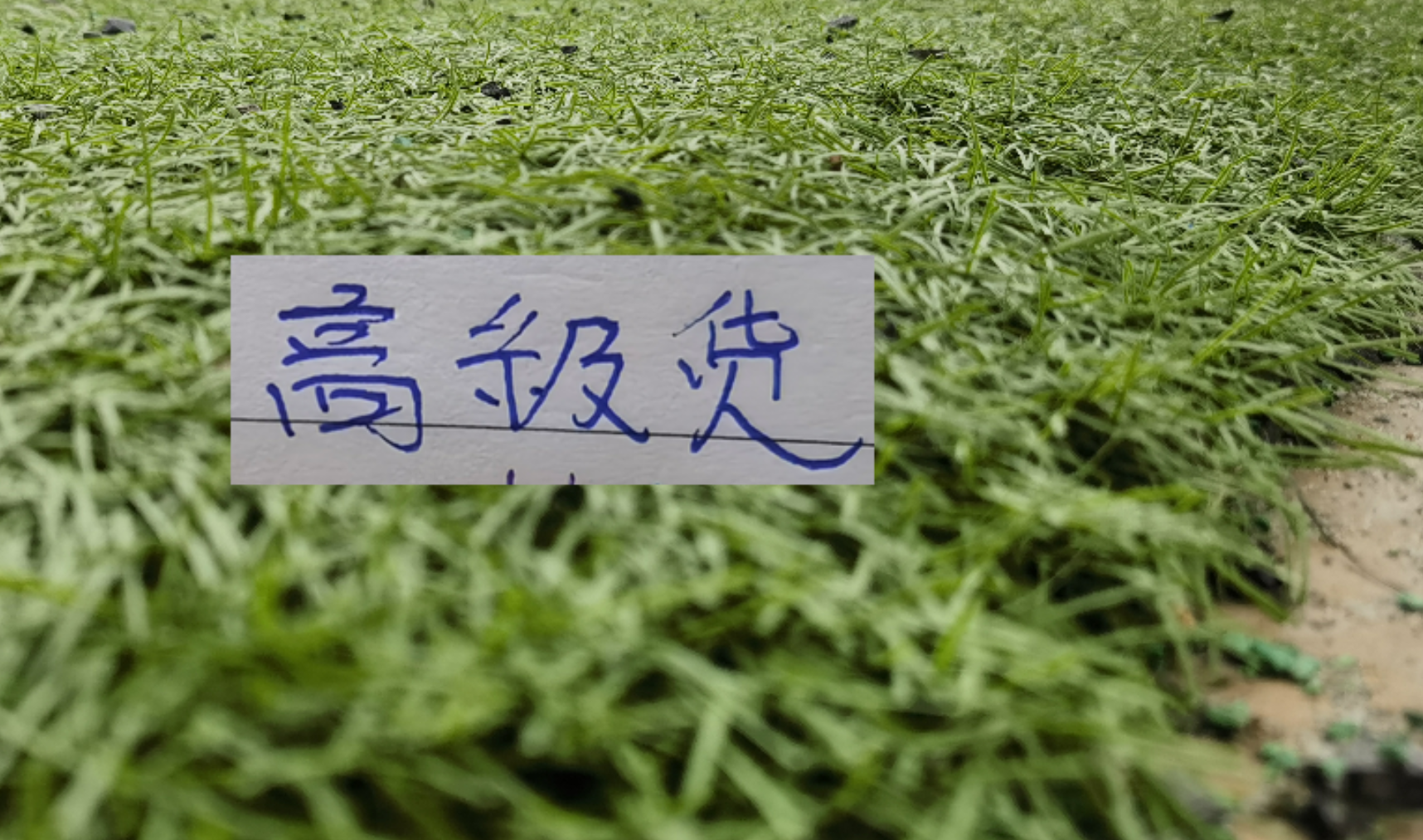 中超前7轮五大宝藏引援！领头羊+有马莱莱大连 都成功捡漏